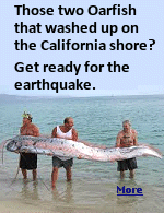 Shortly before the 2011 Tohoku earthquake and tsunami struck Japan, about 20 oarfish stranded themselves on beaches in the area.